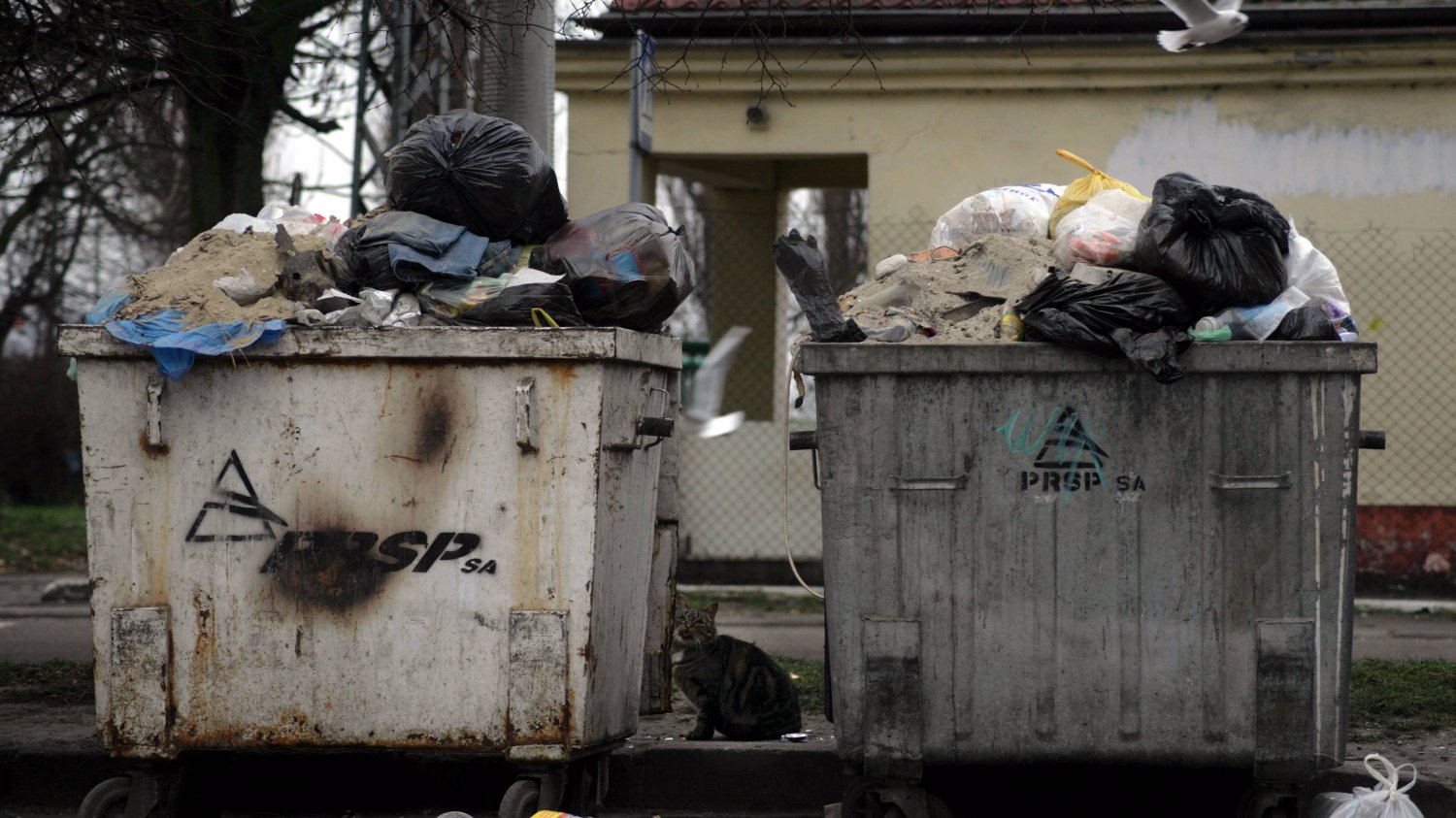 Plastik trafia do naszych organizmów