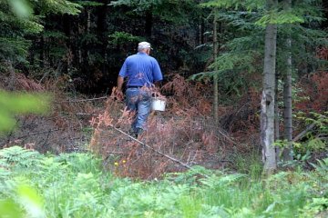 Polscy grzybiarze coraz częściej znajdują borowiki wysmukłe - inwazyjny gatunek grzyba z USA