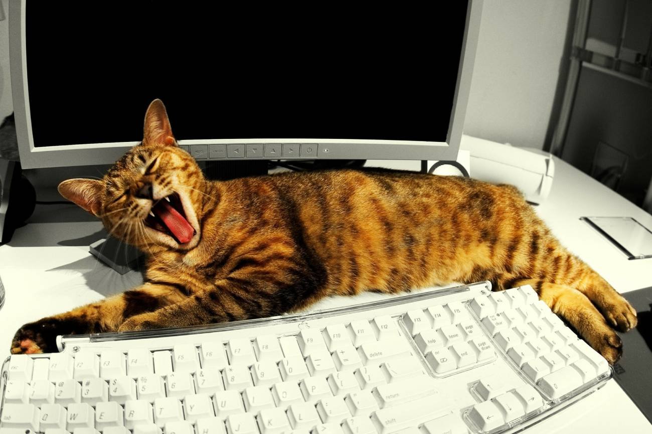 Kot przed komputerem.