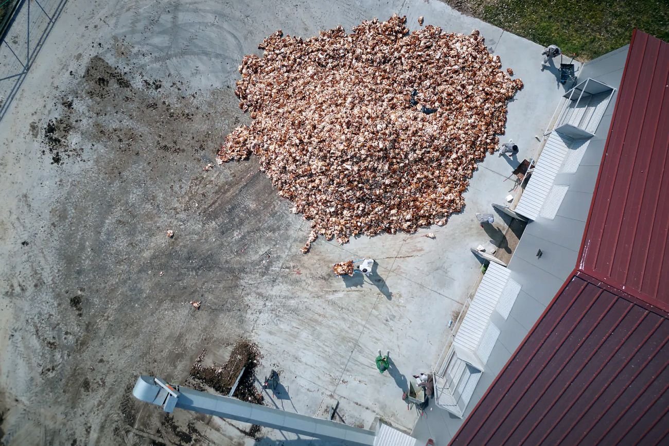 Tak wygląda utylizacja kurzej fermy z lotu - nomen omen - ptaka