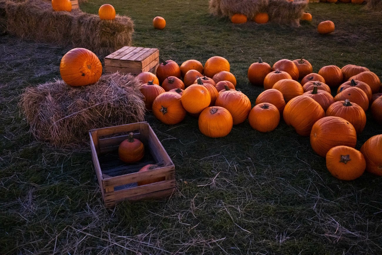 W ciągu ostatnich kilku miesięcy ceny dyni zmalały