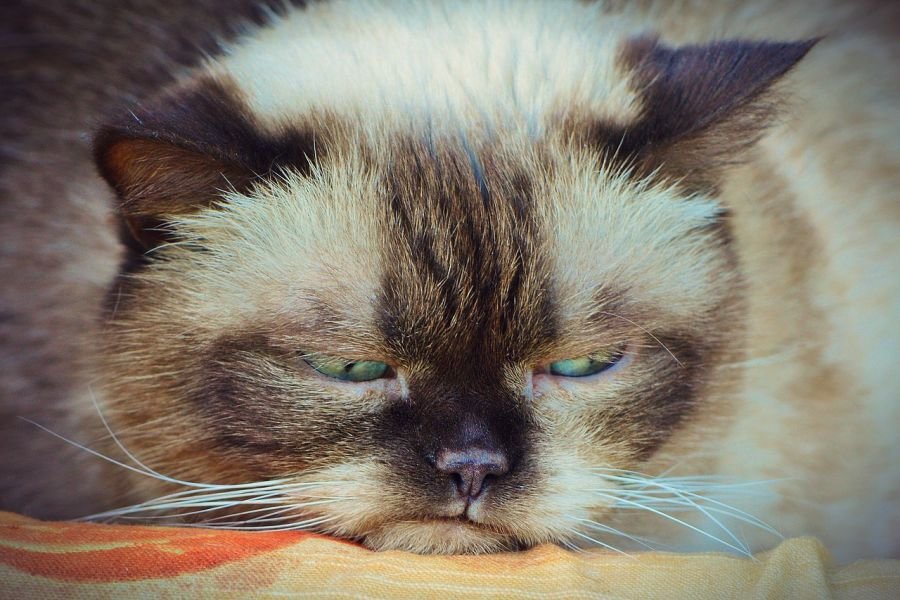 Co trzecie urządzenie Petnet zawiodło. Zwierzaki chodziły głodne.