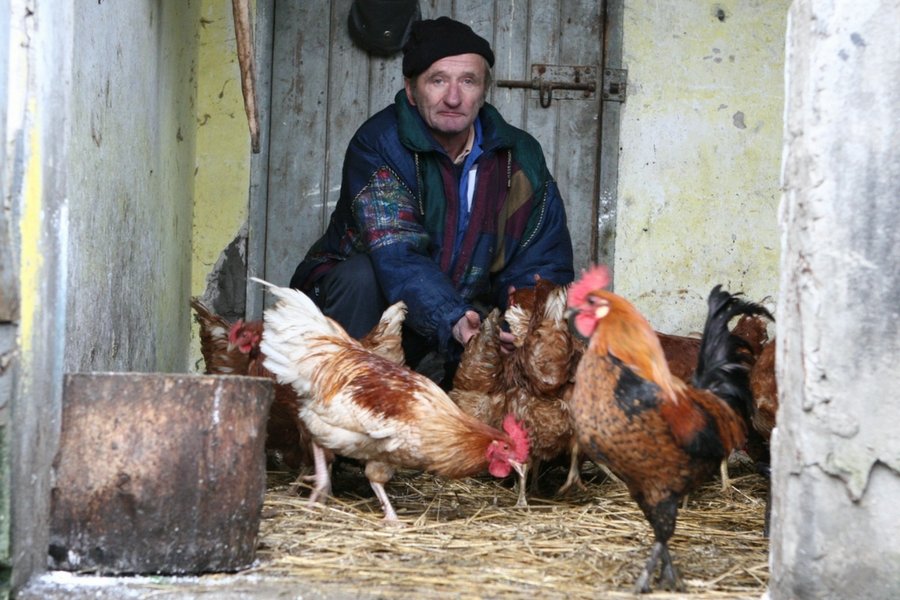 Nad polskimi kurnikami wisi nie tylko widmo salmonelli, ale też ptasiej grypy.