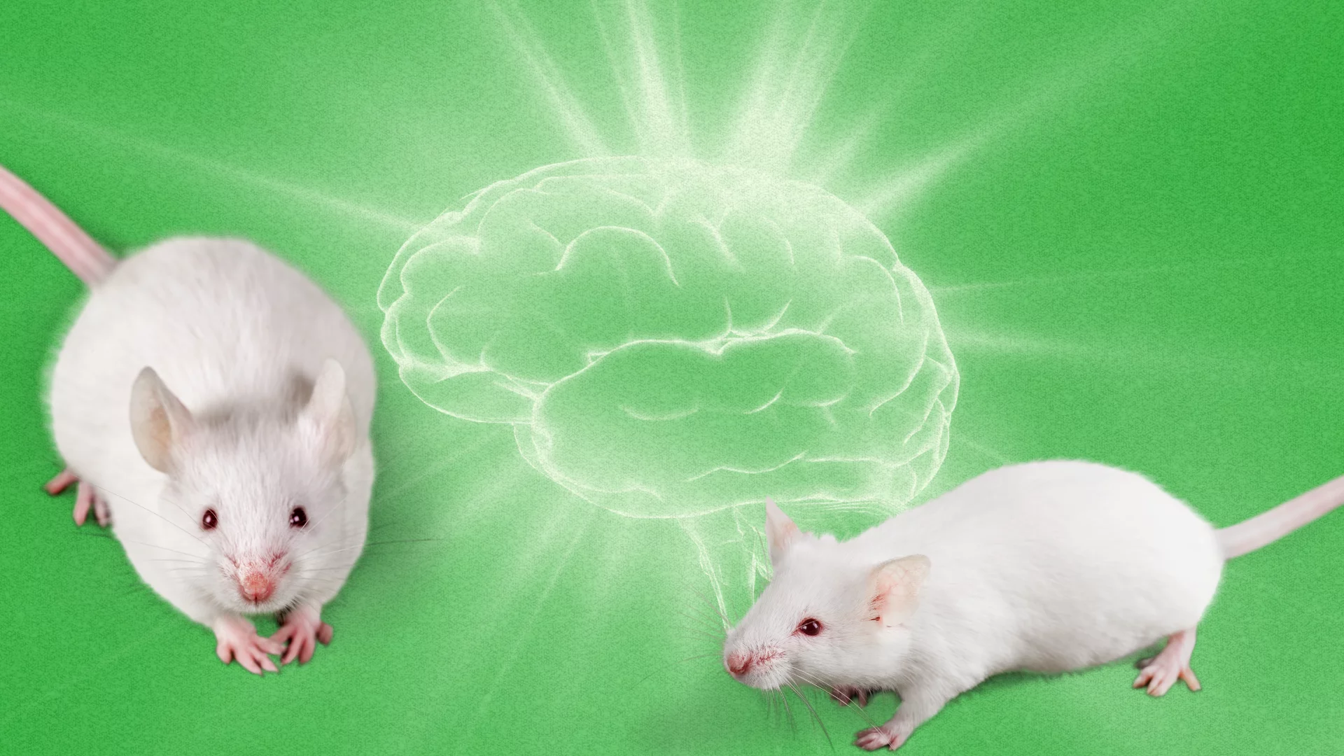 Naukowcy odwrócili u myszy objawy choroby Alzheimera. Przełom w leczeniu choroby