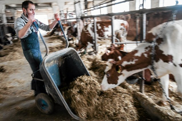 Monitoring zwierząt 24 godziny na dobę? Rozwiązanie z Gliwic to umożliwia.