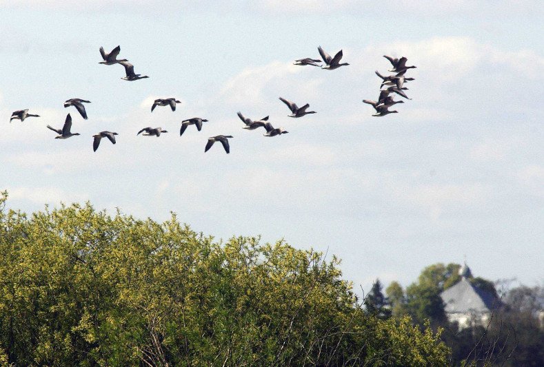 Pierwszy na świecie automatyczny analizator do śledzenia ptaków wyręczy ornitologów