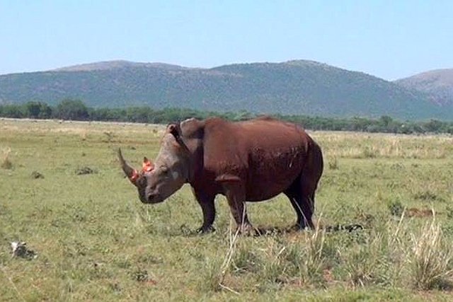 Barwienie rogu nosorożca specjalną farbą, może uchronić ten gatunek przed wybiciem przez kłusowników