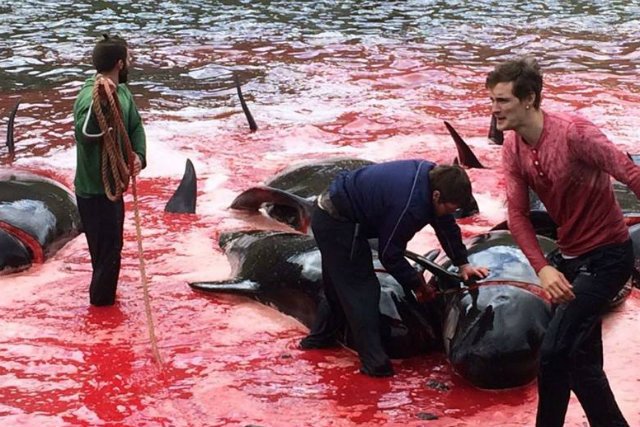 Grindadrap - sierpień 2018