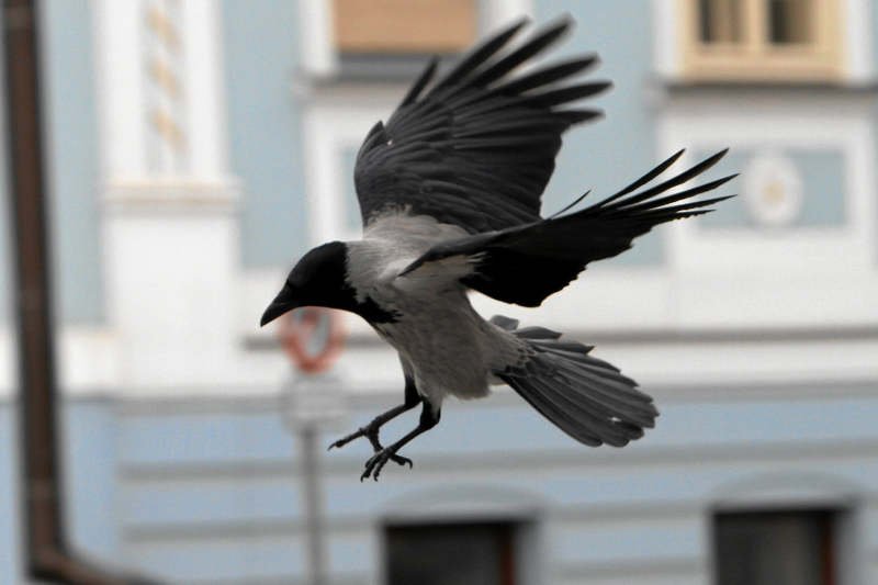 Według naukowców wrony myślą abstrakcyjnie. Jako jedyne stworzenia poza ludźmi i niektórymi małpami