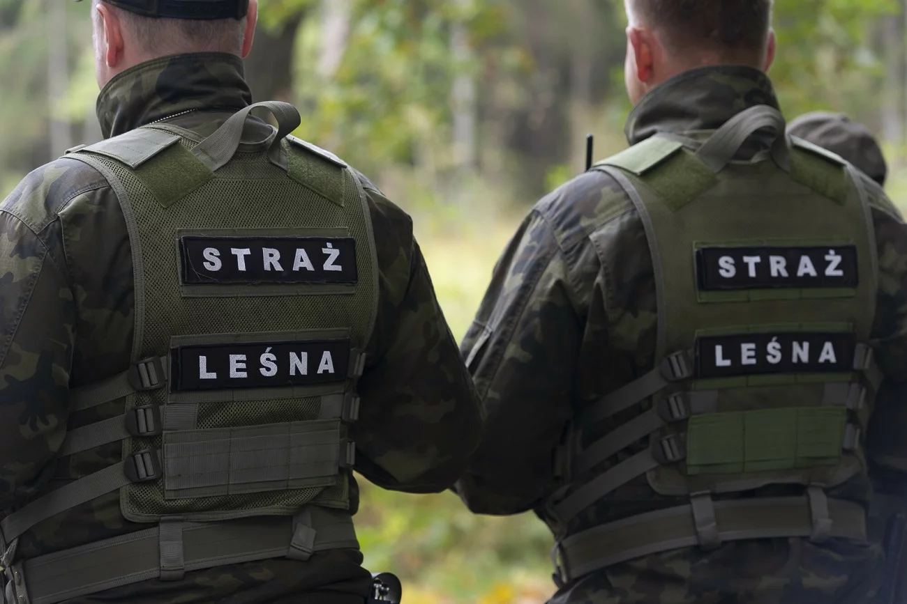 W lasach pojawili się złodzieje mchu.