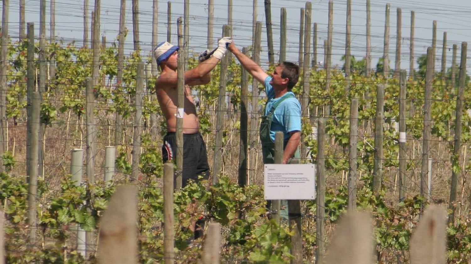 Pole. Polacy pracujący sezonowo przy winoroślach w Niemczech.