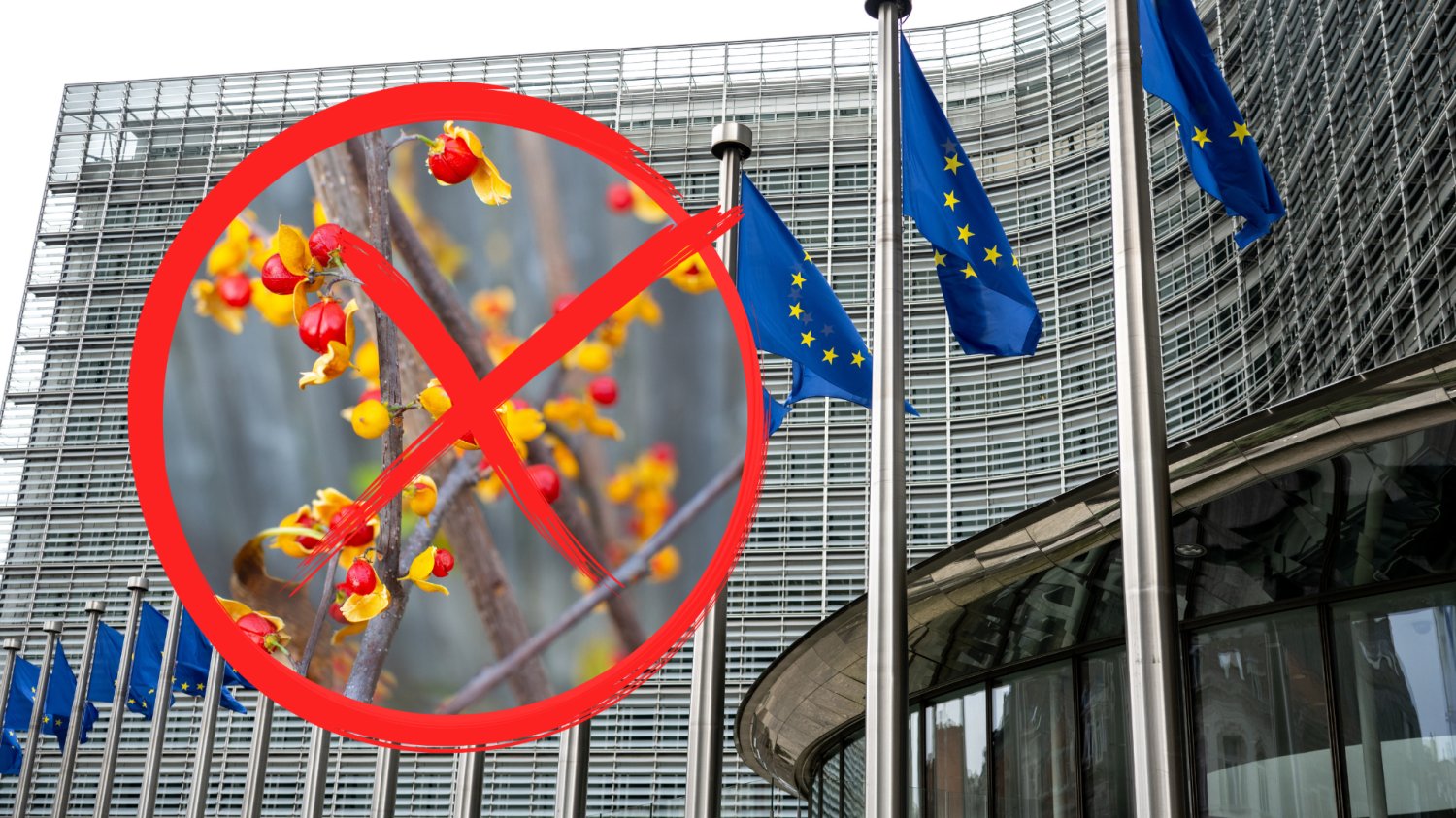 UE zakazała hodowli popularnej rośliny. Możesz dostać ogromną karę finansową Dławisz okrągłolistny w czerwonym kółku z zakazem. W tle flagi Unii Europejskiej