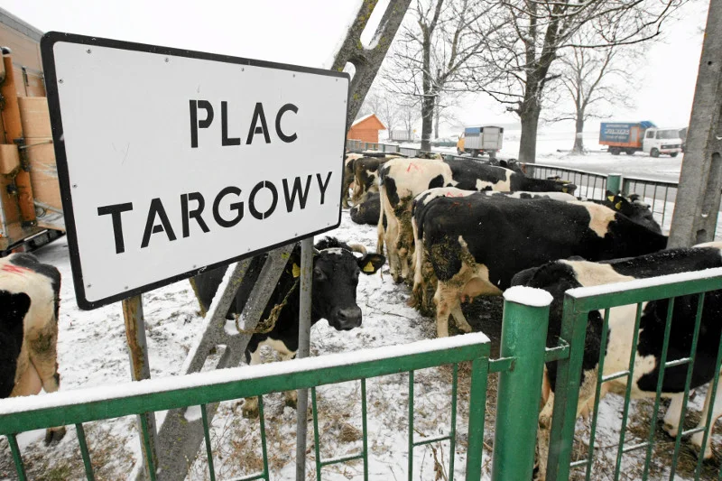Rzeźnia za klimat. 3 mln polskiego bydła trafi pod nóż?