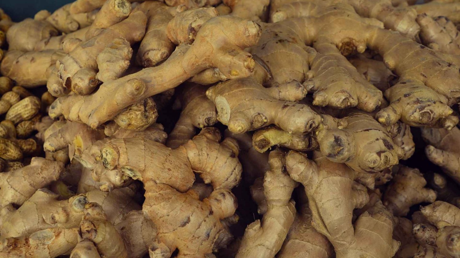 Polski imbir nadchodzi. To świetna odpowiedź na zmiany klimatu