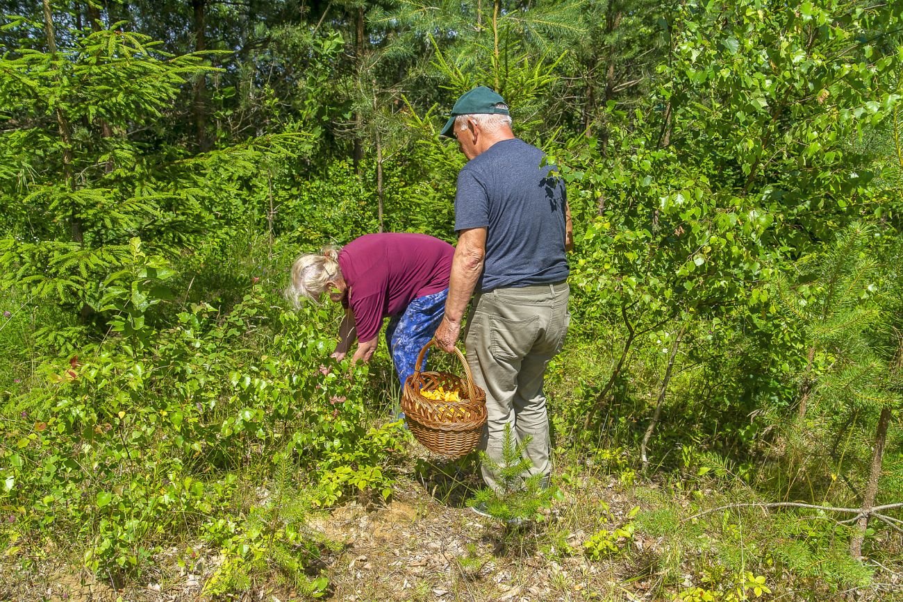Podczas zbierania grzybów warto pamiętać o kilku prostych zasadach, by nie wpaść w tarapaty