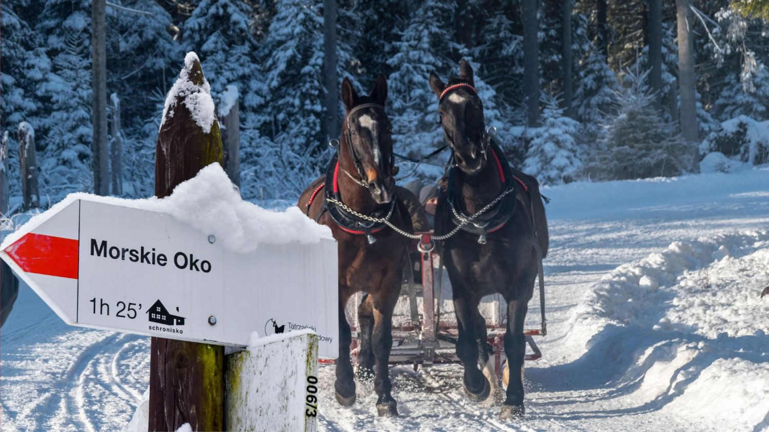 Zimowy zaprzęg konny na Morskie Oko. Zakopane ma jeszcze za mało elektrycznych busów by zastąpić transport konny.