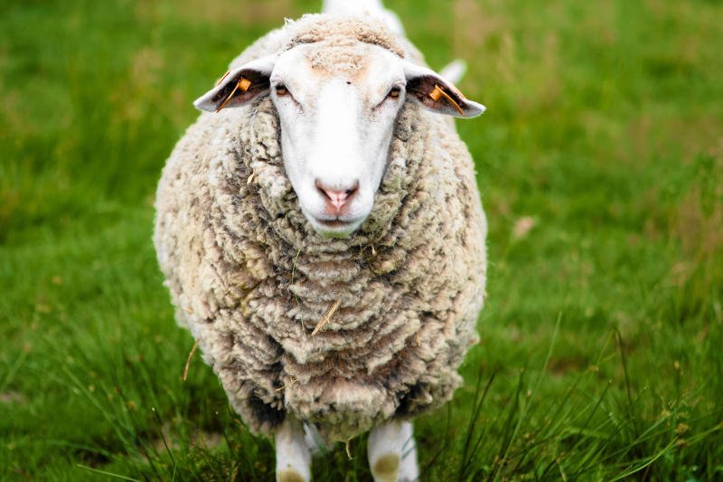 Dzięki takiej owcy może niedługo połączysz się z internetem.