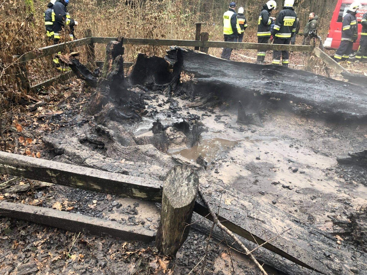 Spłonął Dąb Rzeczypospolitej. To wielka strata dla lokalnej przyrody.