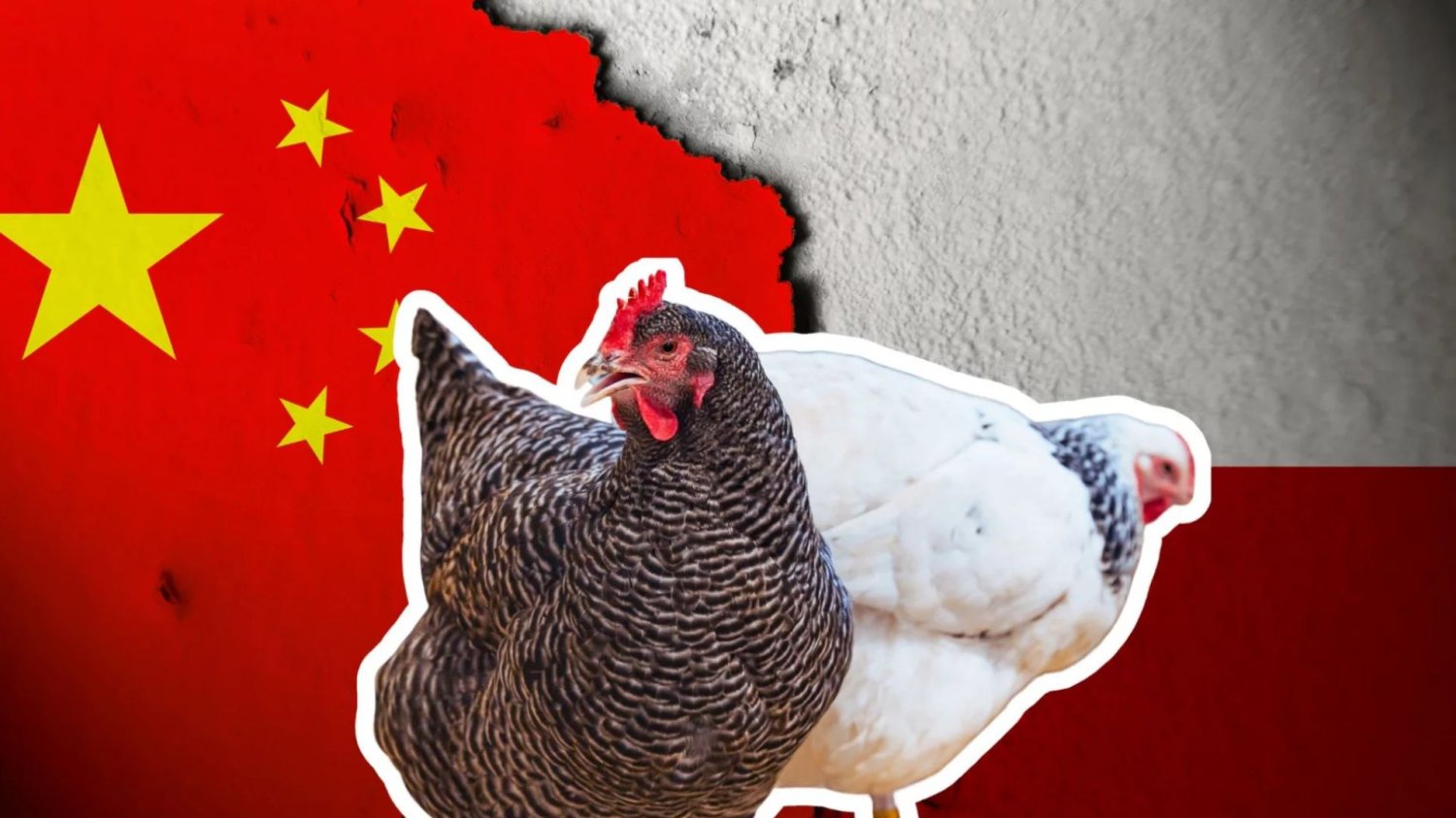 Chiny zaleją Europę 17 milionami ton drobiu. Polscy hodowcy biją na alarm Flaga Polski i Chin oraz dwie kury. Polska produkuje najwięcej drobiu w UE. W branży panuje jednak wielka niepewność