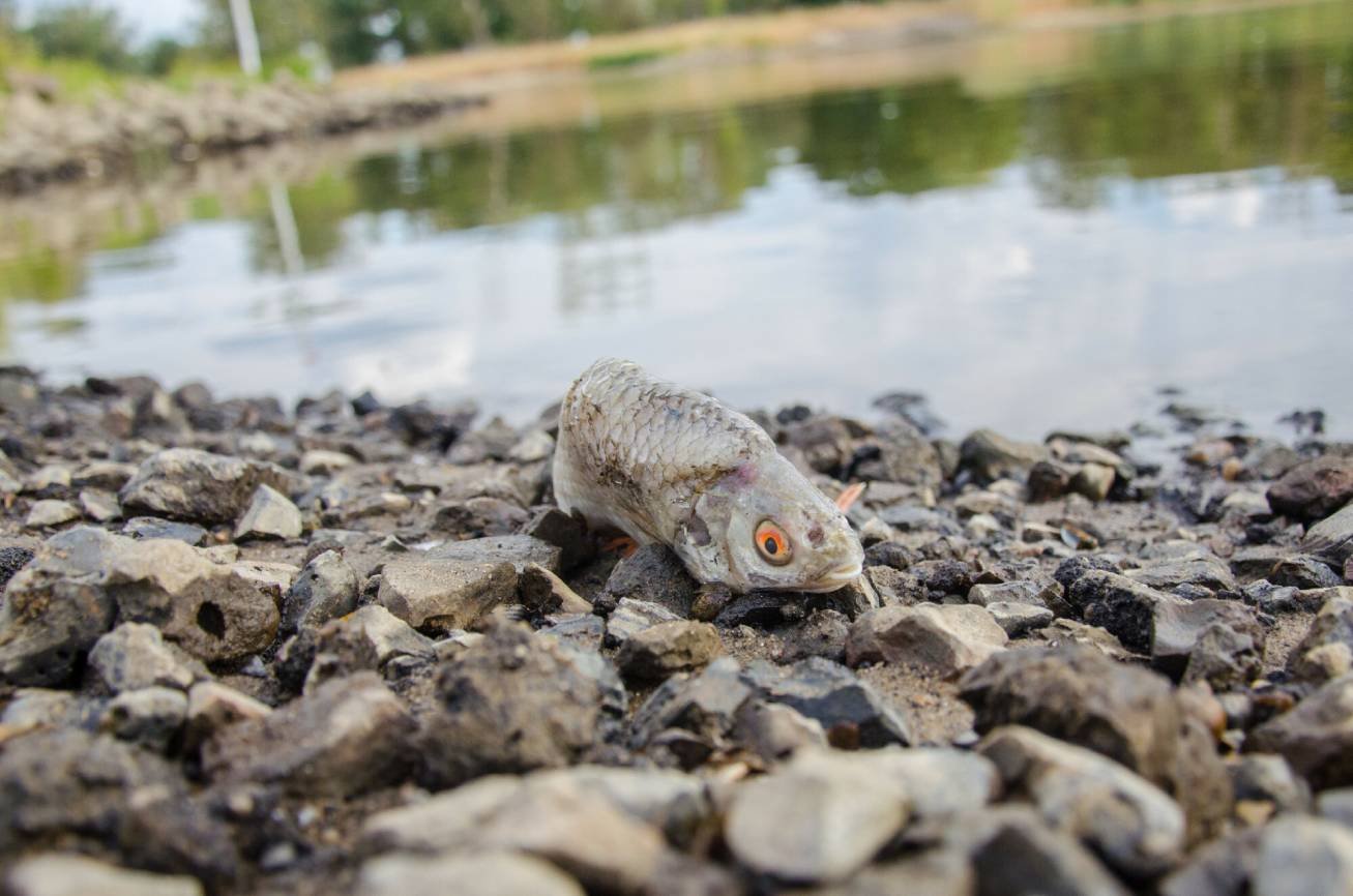 Śnięte ryby w Odrze