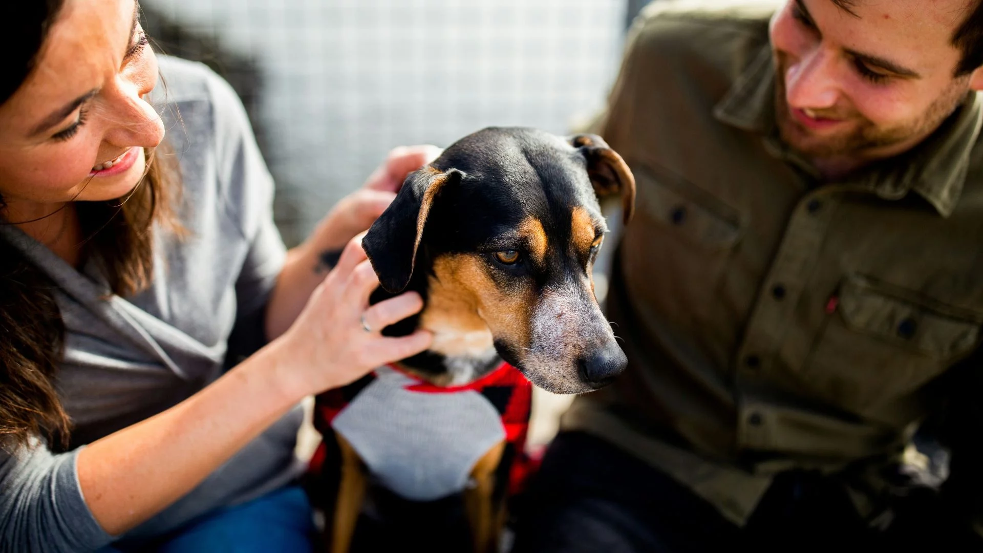 Para ludzi ze zmartwionym psem pomiędzy. Czy obroże wstrząsowe są dla czworonogów dobre?