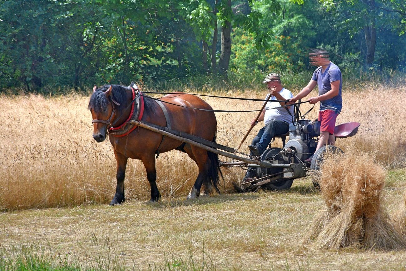 Na nowy fundusz wsparcia rolników zrzucą się rolnicy, zapłacą też konsumenci. Na zdjęciu: tradycyjne żniwa w Gorcach