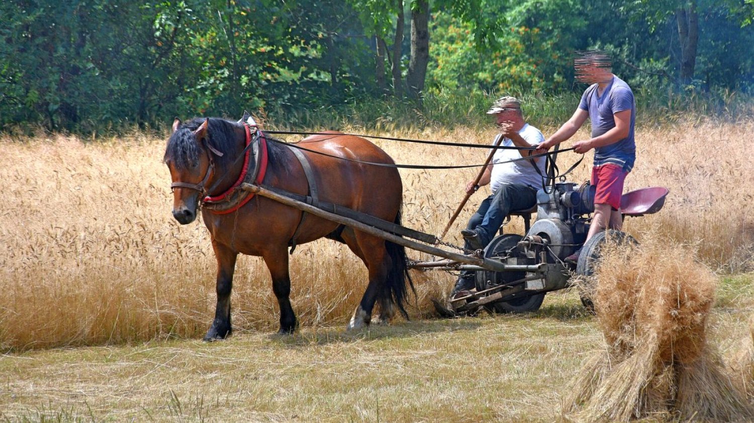 Na nowy fundusz wsparcia rolników zrzucą się rolnicy, zapłacą też konsumenci. Na zdjęciu: tradycyjne żniwa w Gorcach