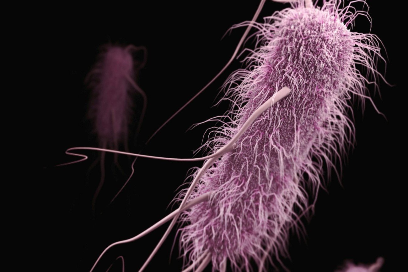Bakteria Escherichia coli w powiększeniu pod mikroskopem.