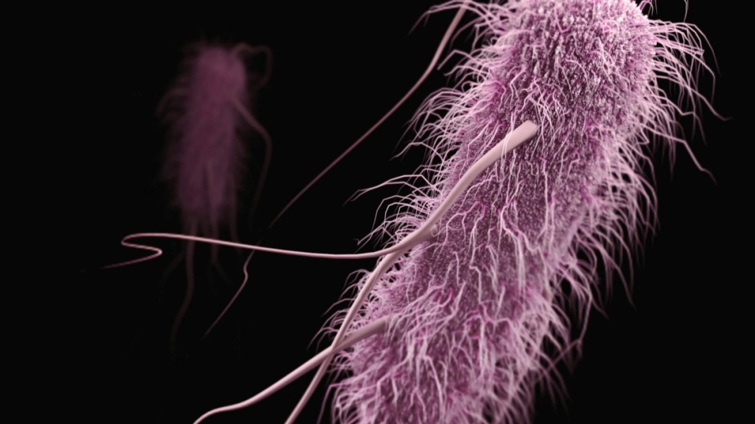 Bakteria Escherichia coli EHEC w Niemczech. Bakteria Escherichia coli w powiększeniu pod mikroskopem.