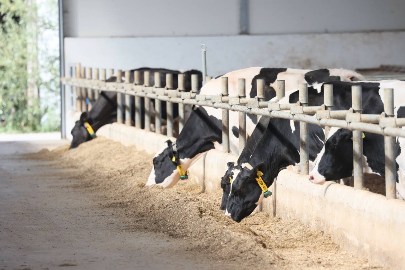 Krowy w gospodarstwie rolnym