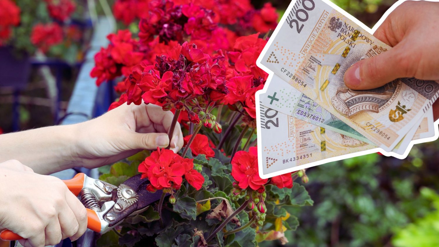 500 zł za kwiaty na balkonie to nie żart. Przepisy są bezlitosne