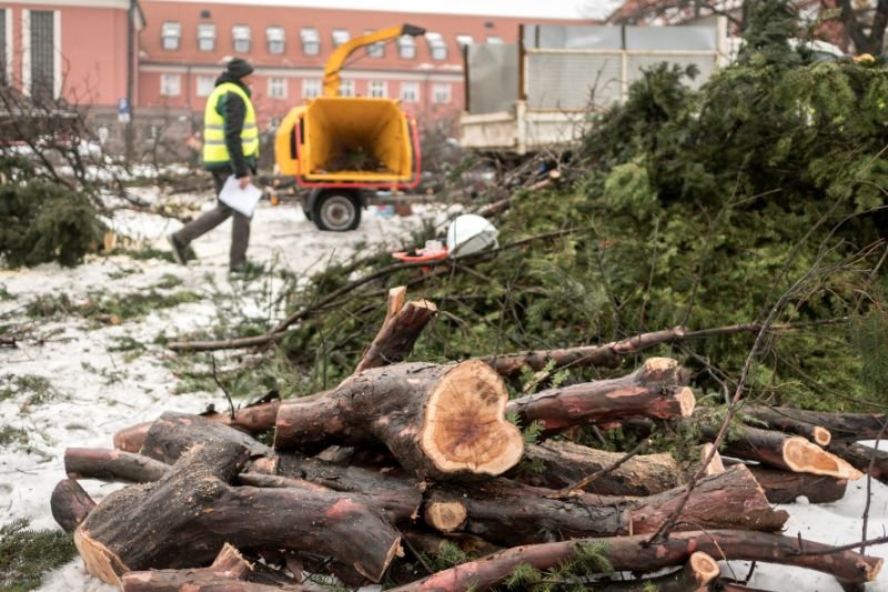 Wycinka drzew w miastach nadal postępuje.