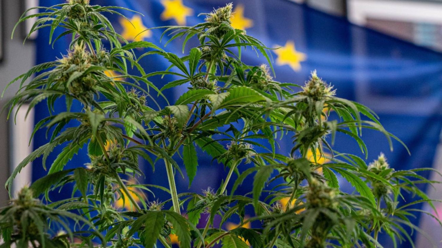 Marihuana - konopie na tle flagi UE