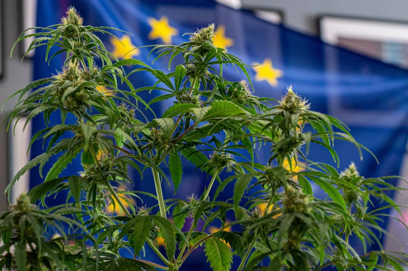Marihuana - konopie na tle flagi UE