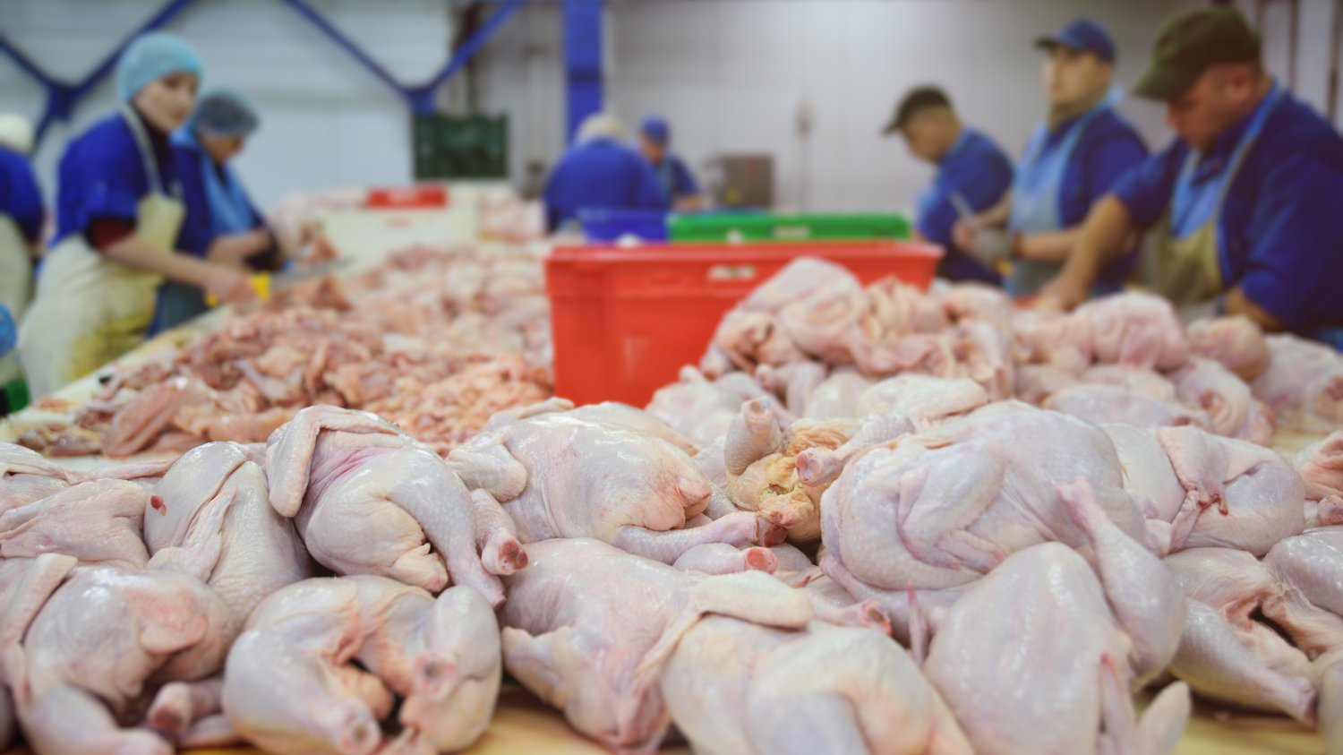 Producenci drobiu obawiają się nowych przepisów.
