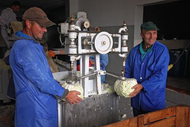 W Australii kiszona kapusta potrafi kosztować 100 dolarów za kilogram.