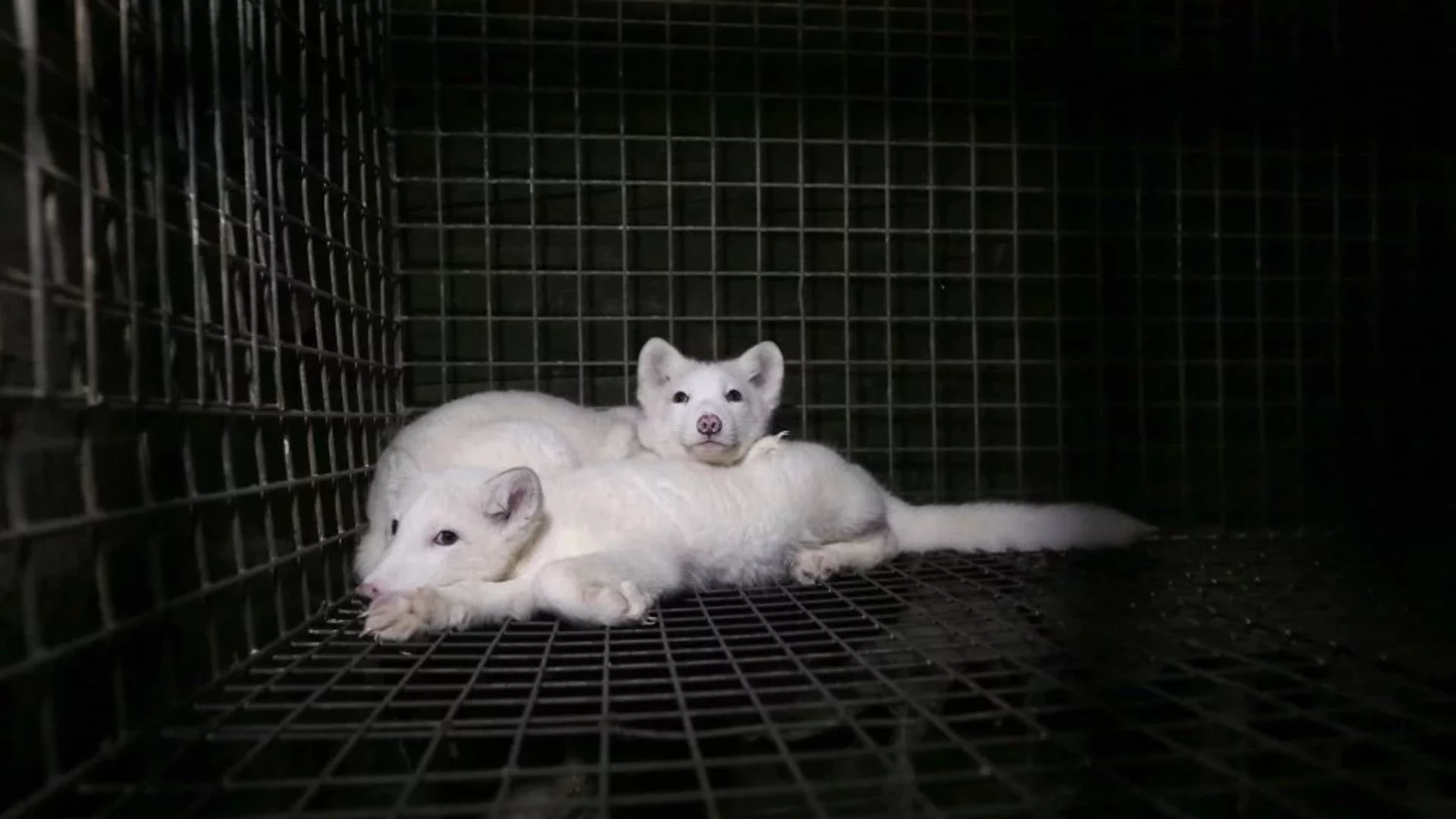 Lisy na fermie futrzarskiej. Walka o zakazanie hodowli na futro w Polsce zrobiła ważny krok. Rozmawiam ze Stowarzyszeniem Otwarte Klatki.