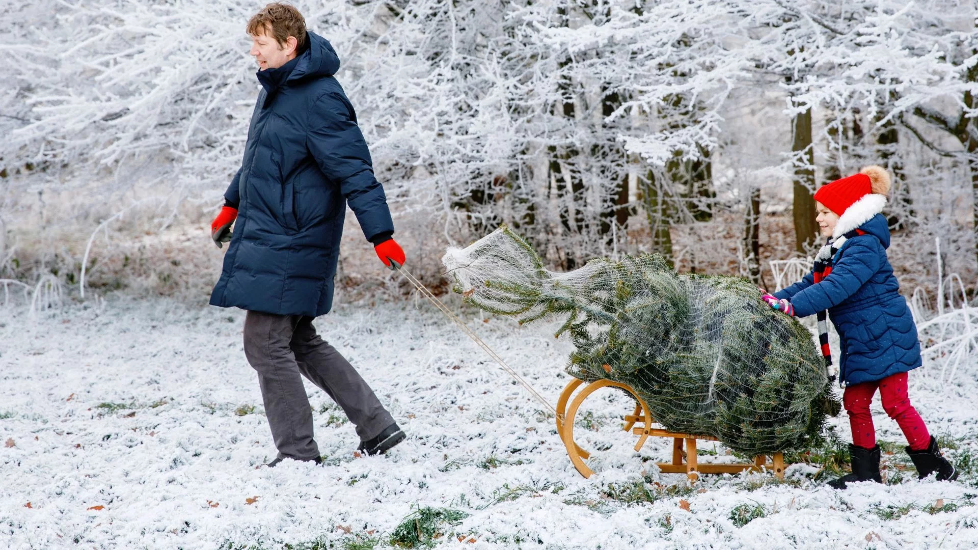 Mówili: nie wycinaj choinki w lesie. Nieprawda, trzeba spełnić jeden warunek