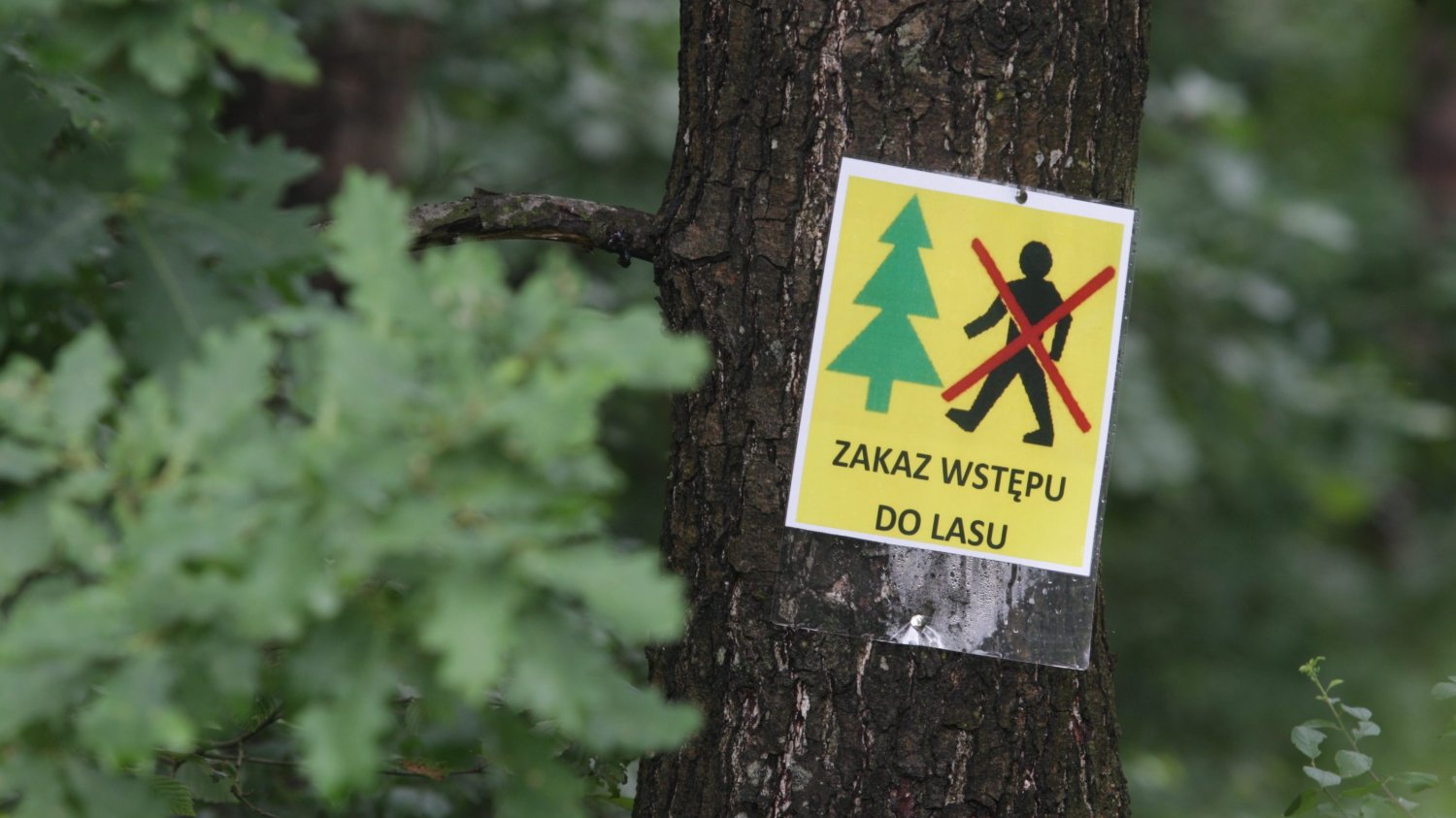 Z powodu suszy, w podwrocławskich nadleśnictwach zakazano wstępu do lasów.