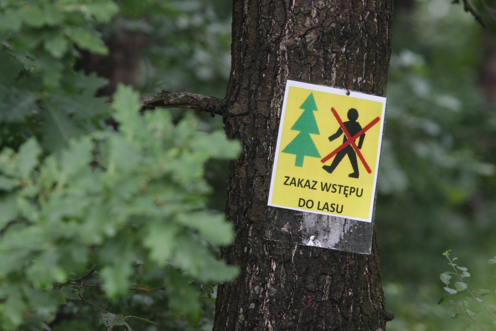 Z powodu suszy, w podwrocławskich nadleśnictwach zakazano wstępu do lasów.