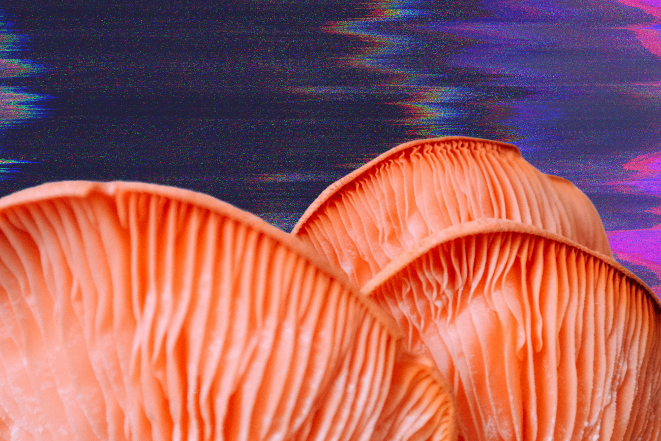 Poradniki dla początkujących grzybiarzy wygenerowane przez AI stały się szczególnie popularne w Stanach Zjednoczonych.