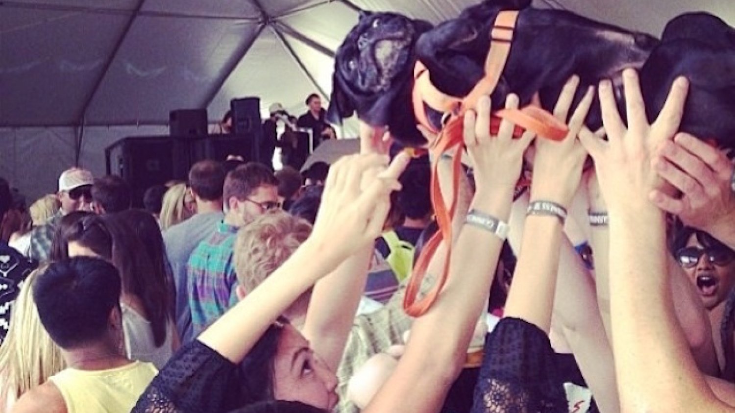 Nie tylko ludzie bawią się na krakowskim Unsound Festival.
