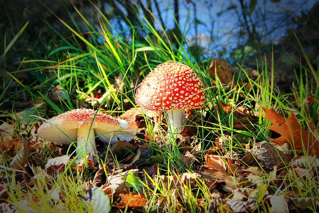 Trujący grzyb widoczny jest z daleka. Z psychopatą sprawa nie jest już tak oczywista...