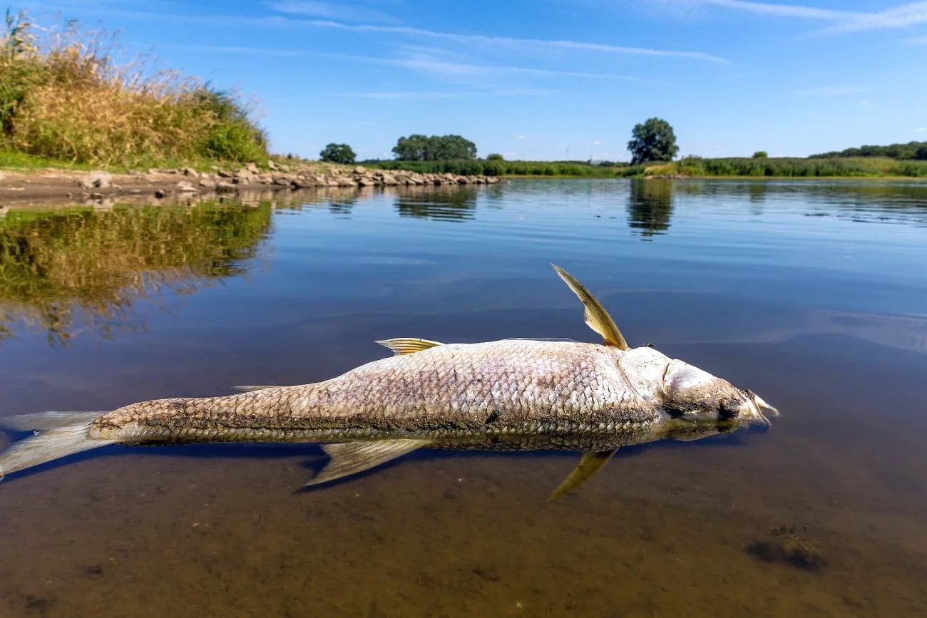 Nikt nie dostał miliona złotych nagrody za pomoc we wskazaniu sprawców zatrucia Odry