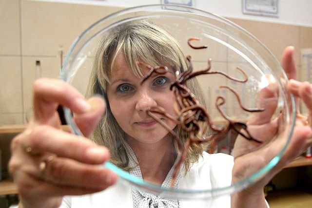 Dr Marta Fiołka z Wydziału Biologii i Biotechnologii UMCS z drogocennymi dżdżownicami. Te bezkręgowce produkują lek na raka.