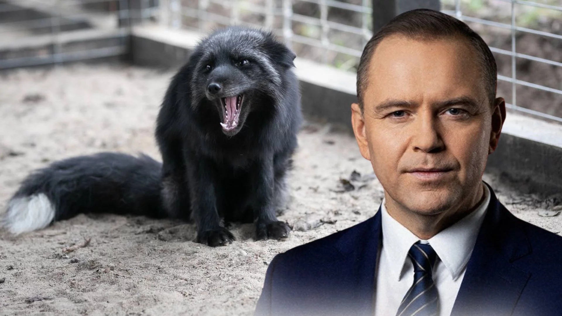 Prezydent podpisał zakaz hodowli na futra. Koniec koszmaru dla wielu zwierząt Lis i Karol Nawrocki. Prezydent złożył podpis pod ustawą o zakazie hodowli na futra.