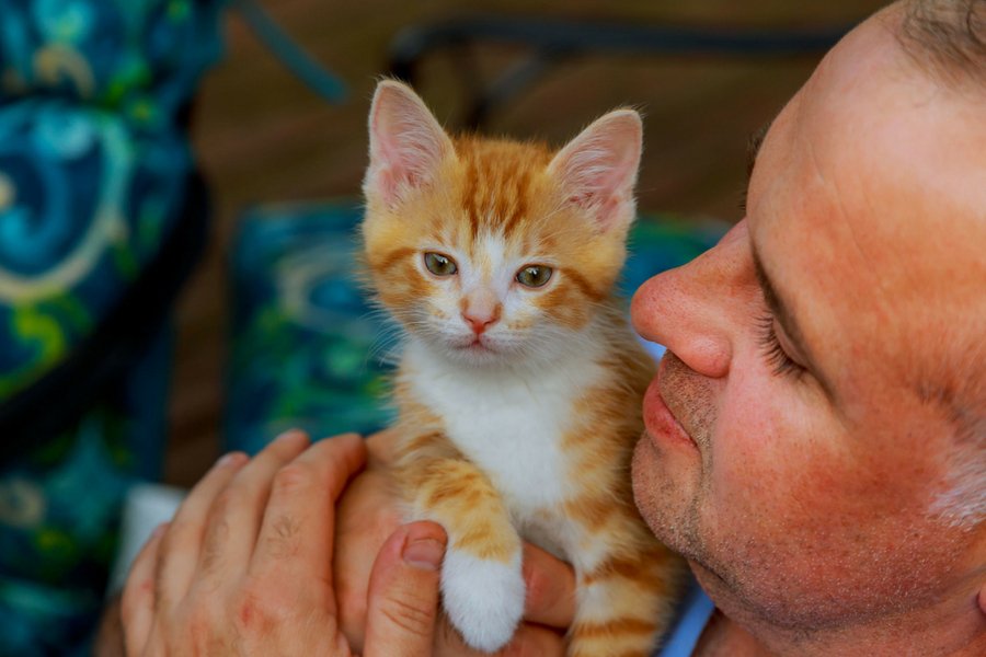 Praca dla fanów zwierząt. Schronisko dla kotów na wyspie Siros poszukuje opiekuna na sezon jesienno-zimowy.