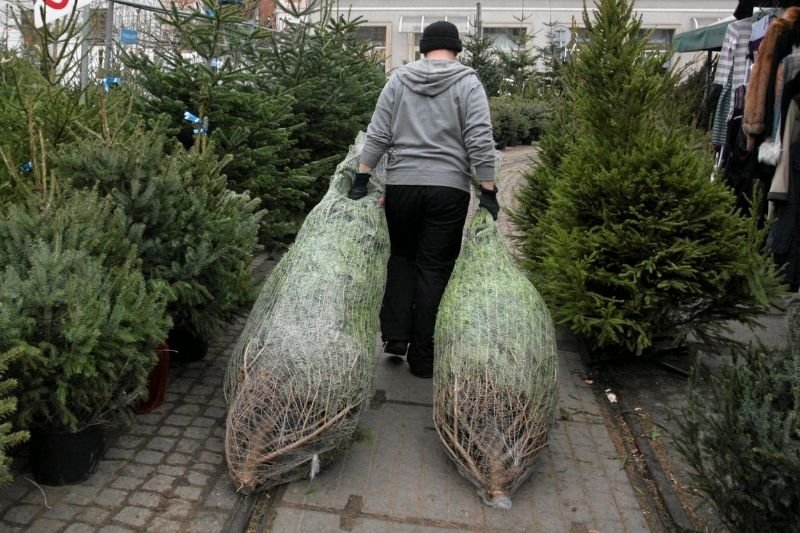 Pandemia dała się we znaki również sprzedawcom choinek.