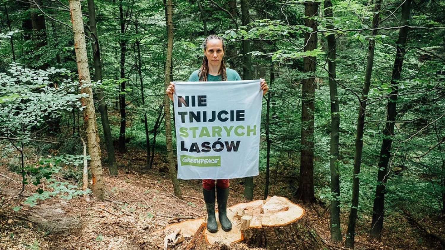 Greenpeace Polska walczy o zaprzestanie wycinki m.in. w  Puszczy Karpackiej (Bieszczady, Pogórze Przemyskie).