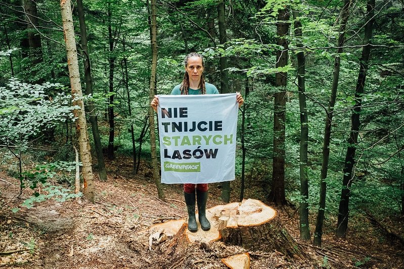 Greenpeace Polska walczy o zaprzestanie wycinki m.in. w  Puszczy Karpackiej (Bieszczady, Pogórze Przemyskie).